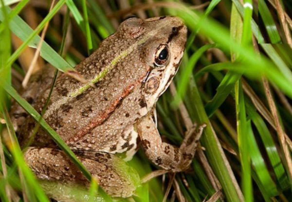 Nâng mũi ăn thịt ếch được không? Nên ăn gì và tránh những gì? 3 Ếch trong đồng ruộng