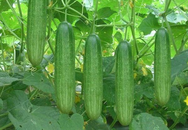 Nâng mũi ăn dưa leo được không?