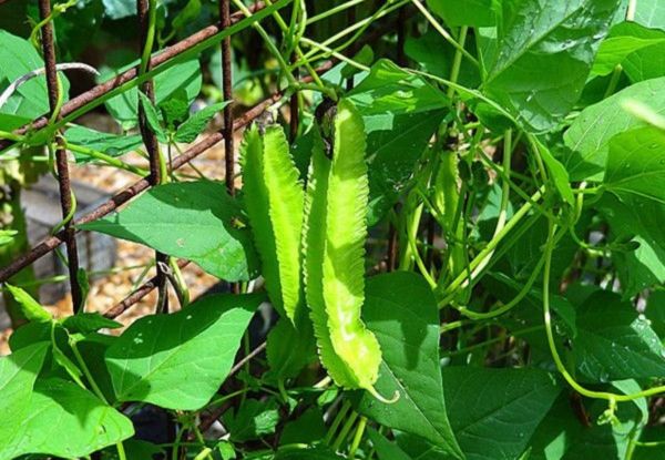 Nâng mũi ăn đậu rồng có sao không?