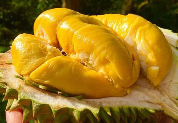 Sầu riêng